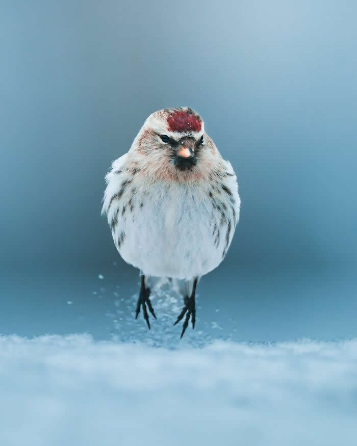 A small white bird with a soft red crown standing on snowy ground against a dreamy blue winter background, captured in a minimal and artistic wildlife portrait style.
