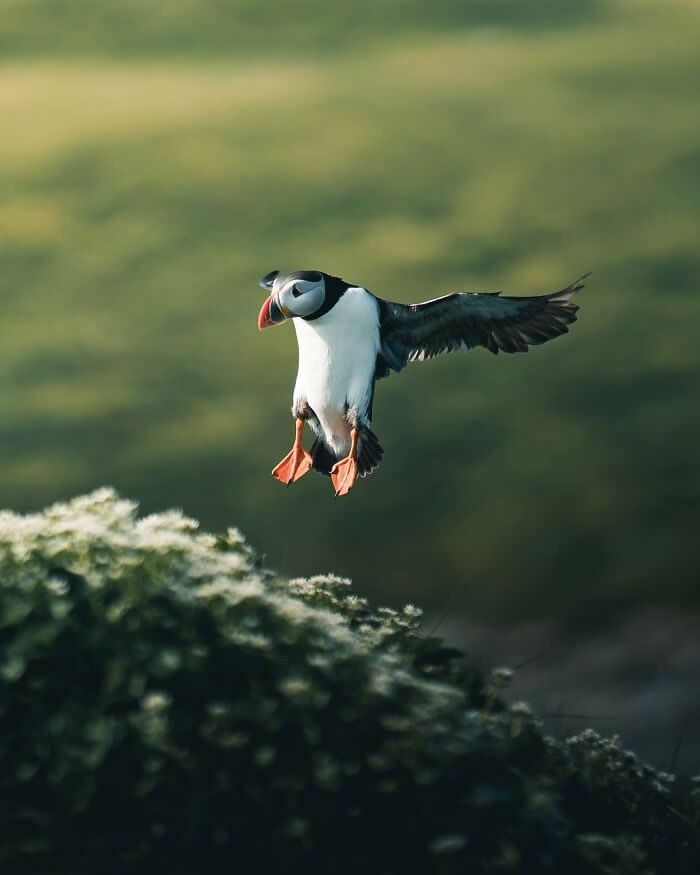 A puffin with orange feet and a colorful beak gliding gently above a grassy cliffside, captured in soft natural light with a dreamy green background.