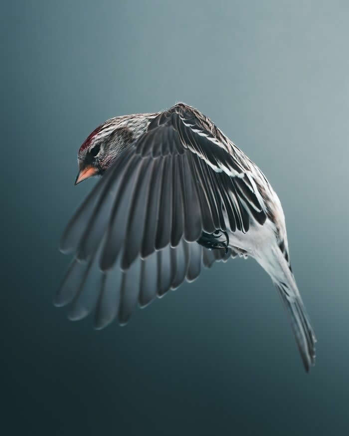 A small white bird with delicate patterned feathers captured mid-flight, its wings elegantly curved against a soft blue-gray background in a minimalist wildlife portrait.