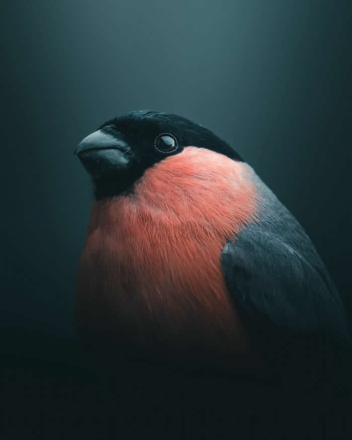 A close-up portrait of a bullfinch with soft pink-red feathers and a dark head, illuminated against a moody blue-black background in an artistic wildlife photography style.