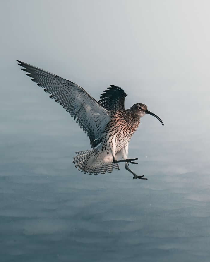 A long-billed shorebird spreading its patterned wings while landing softly above calm water, captured in a minimalist and atmospheric wildlife photography style.