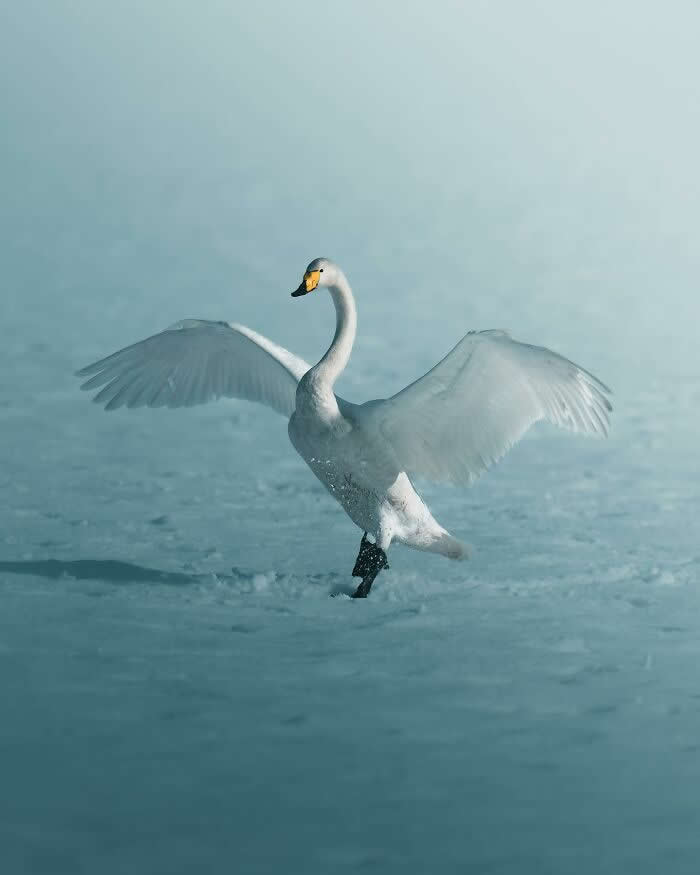 A white swan spreading its wings while gliding across icy blue water, captured in soft misty light with an elegant and minimalist wildlife photography style.