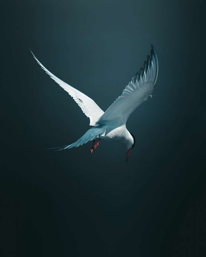 A white seabird with long wings gliding gracefully against a dark blue background, illuminated by soft light in a dramatic and minimalist wildlife photography composition.