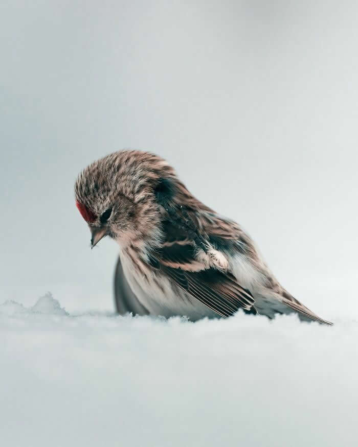 A small brown-and-white bird resting quietly in soft snow with its head lowered, captured in a peaceful minimalist wildlife photography style against a pale winter background.