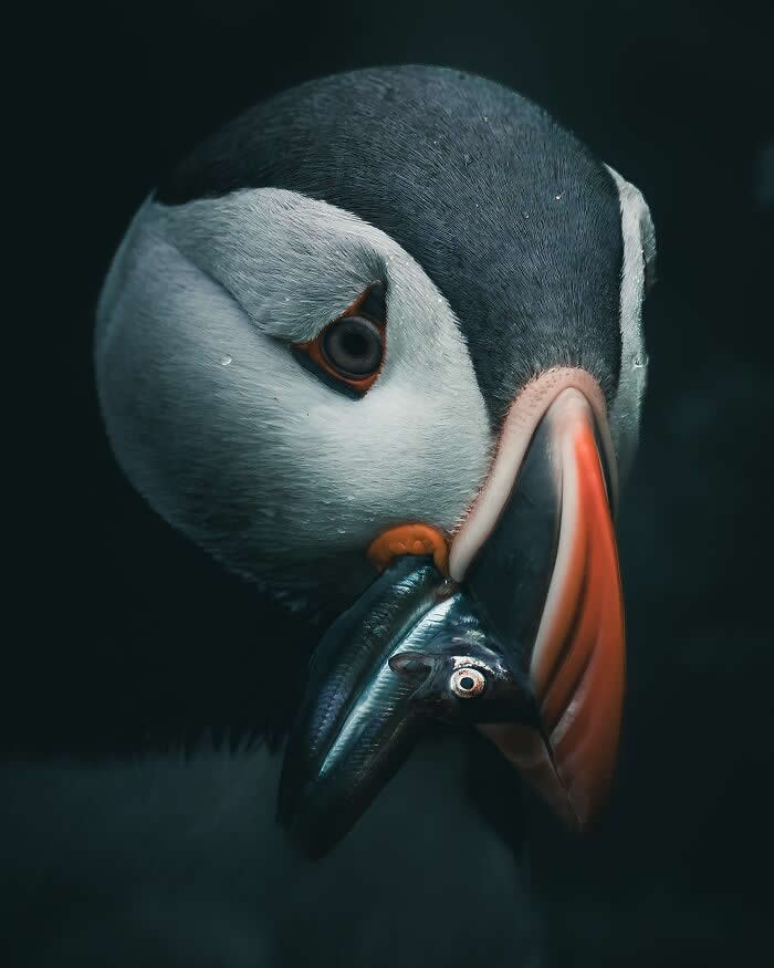 A dramatic close-up portrait of a puffin holding a small fish in its colorful beak, captured against a dark background with rich detail and moody wildlife photography lighting.