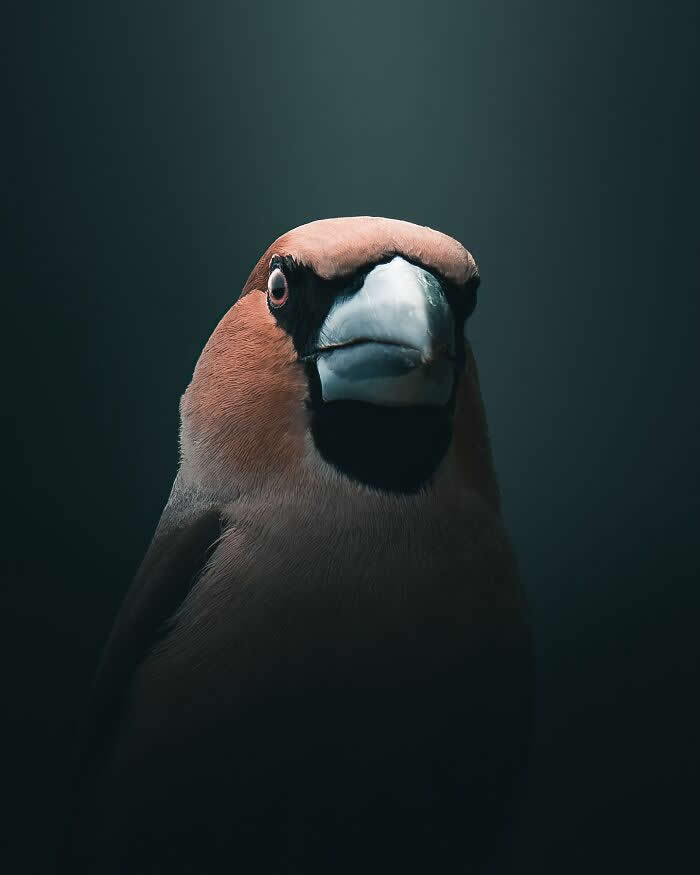 A close-up portrait of a brown bird with a pale beak and dark markings, softly illuminated against a deep shadowy background in a moody wildlife photography style.