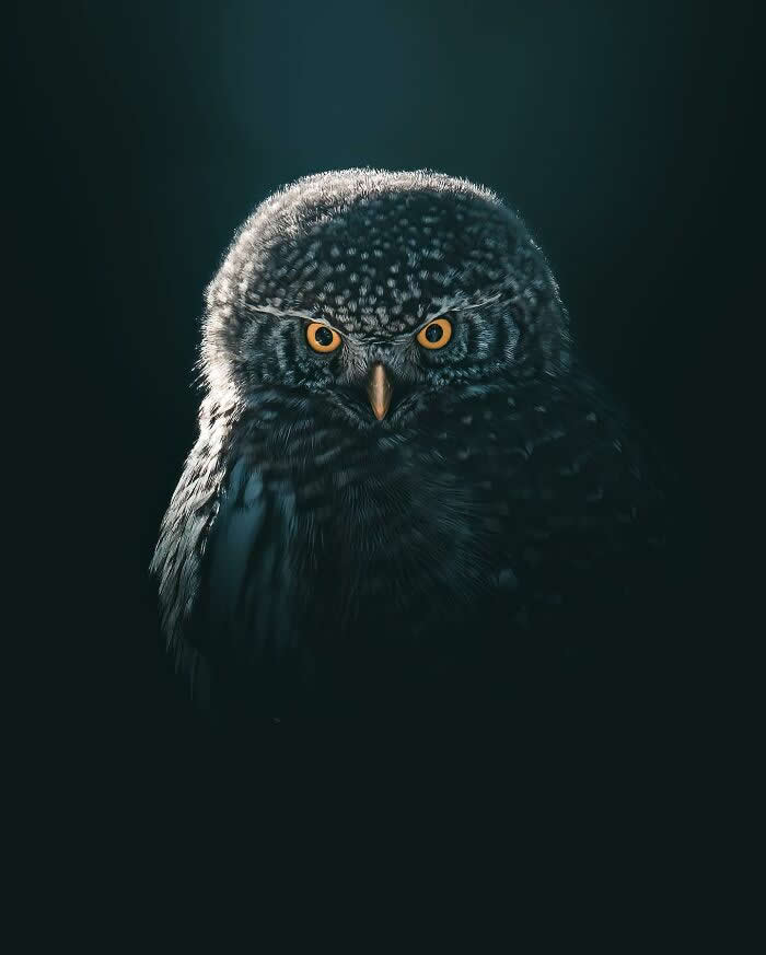A close-up portrait of a dark owl with glowing golden eyes emerging from deep shadows, captured in a dramatic and moody wildlife photography style.