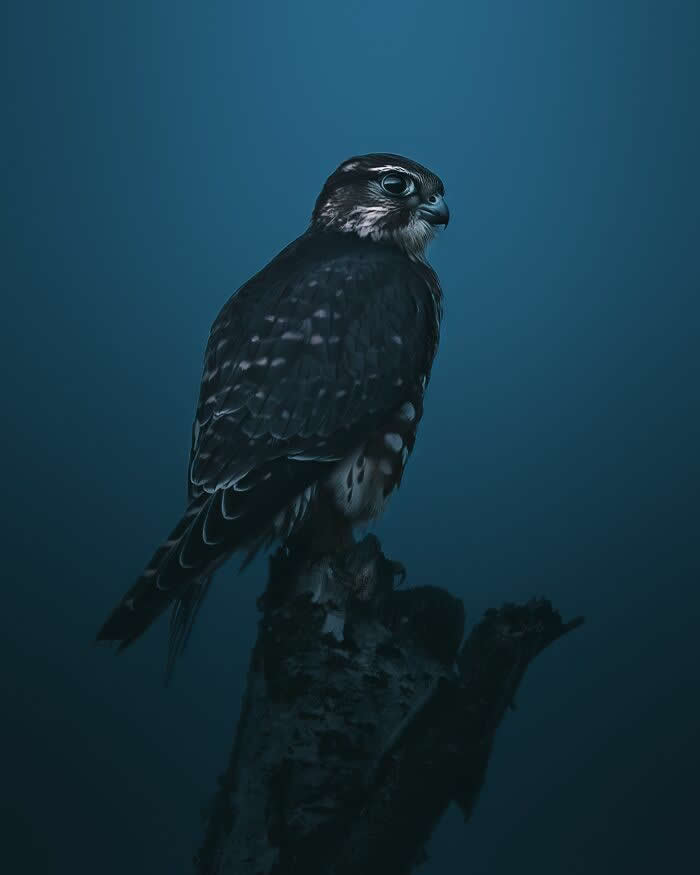 A dark-feathered falcon perched on a tree stump against a deep blue misty background, captured in a moody and cinematic wildlife photography style.
