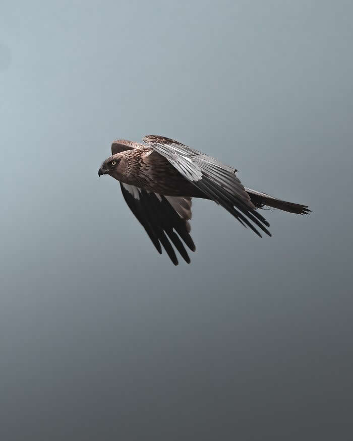 A dark bird of prey gliding through a pale gray sky with wings spread wide, captured in a minimalist and atmospheric wildlife photography style.