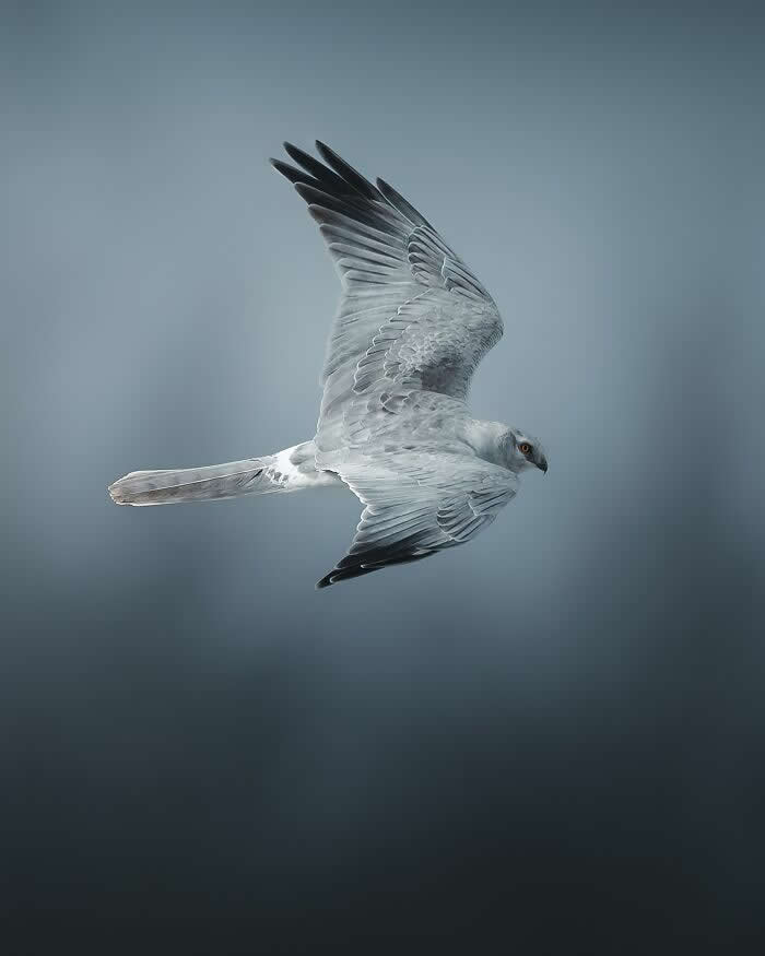 A pale gray bird of prey soaring gracefully through a misty sky with wings spread wide, captured in a soft and atmospheric wildlife photography style.