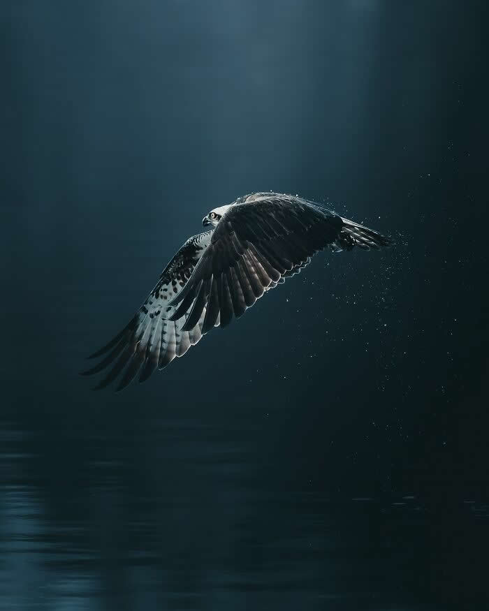 A bird of prey soaring above dark water with wings fully spread, illuminated by soft dramatic light and surrounded by tiny water droplets in a cinematic wildlife photography scene.