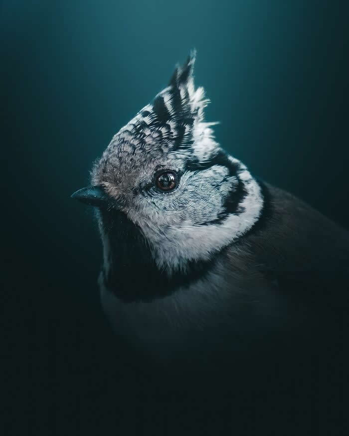 A close-up portrait of a crested songbird with detailed black-and-white feathers, softly illuminated against a dark blue moody background in an artistic wildlife photography style.