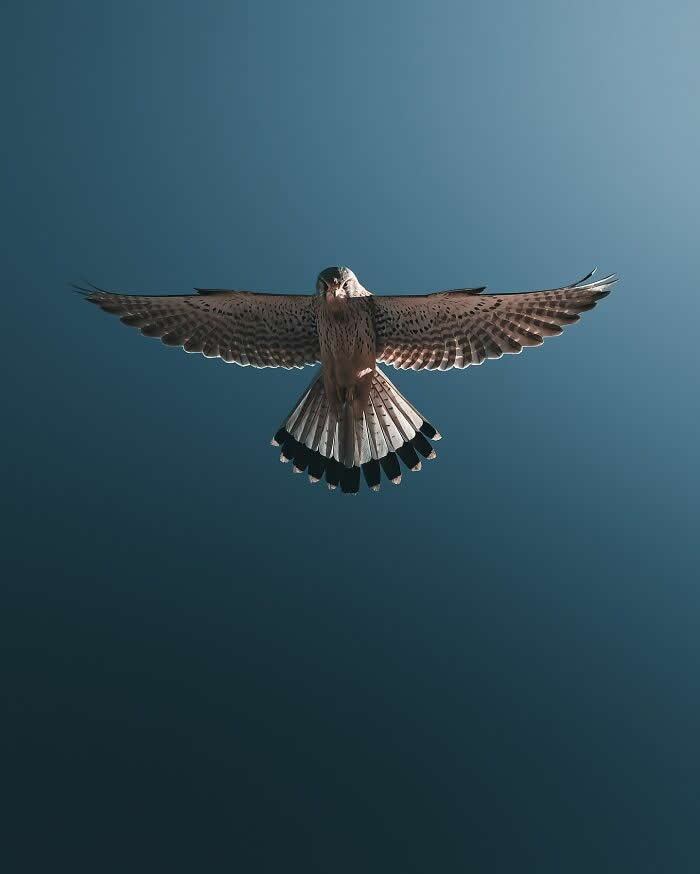 A bird of prey hovering midair with wings fully spread against a clear blue sky, captured in a dramatic and symmetrical wildlife photography composition.