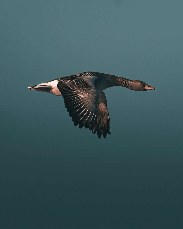 A large gray goose flying smoothly across a soft blue sky with wings extended, captured in a minimalist and atmospheric wildlife photography style.