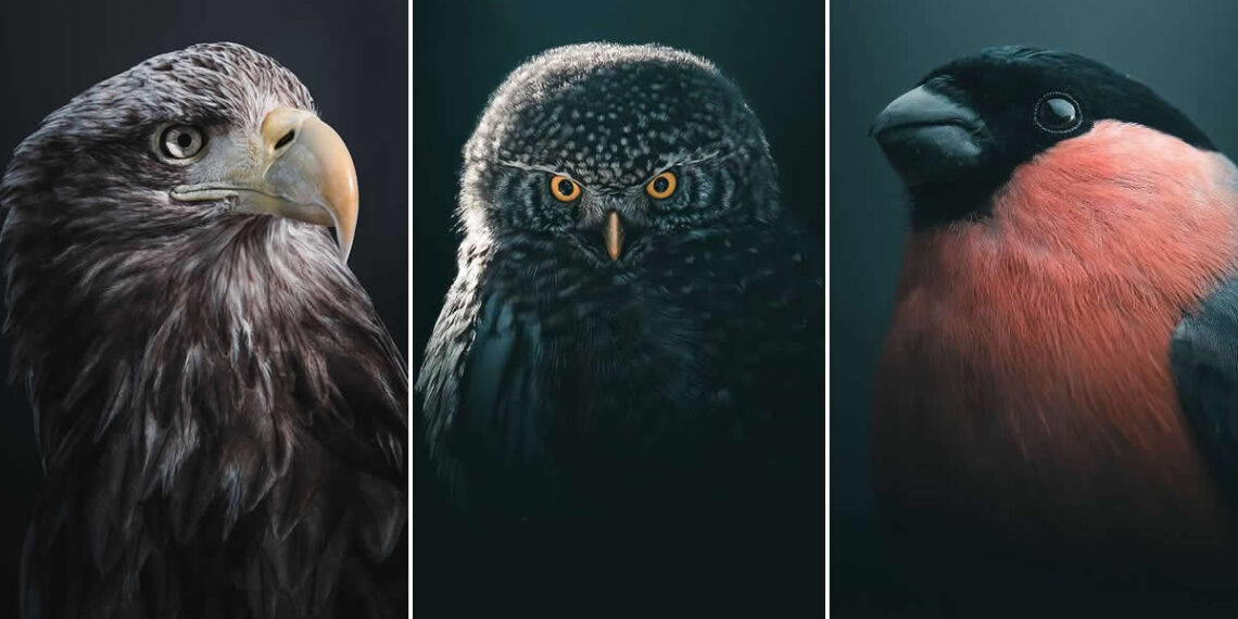 Remarkable Bird Photos by Magnus Berggren