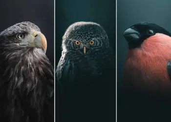 Remarkable Bird Photos by Magnus Berggren