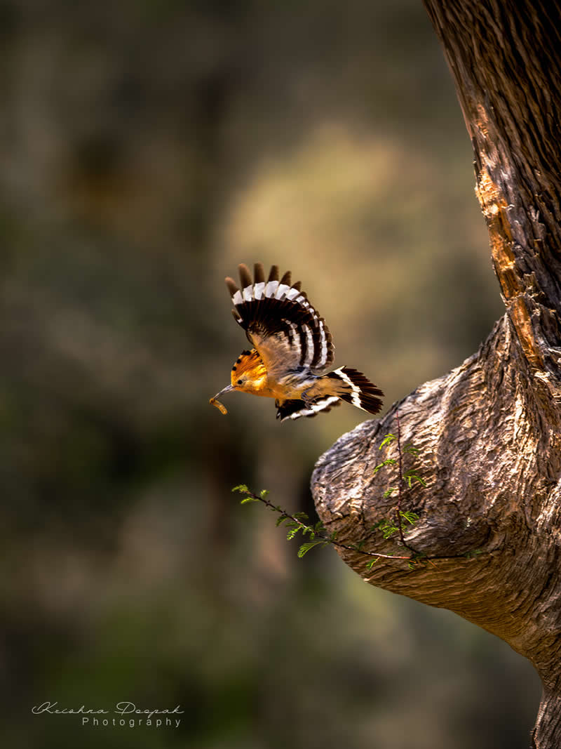 Artistic Bird Photography by Krishna Deepak