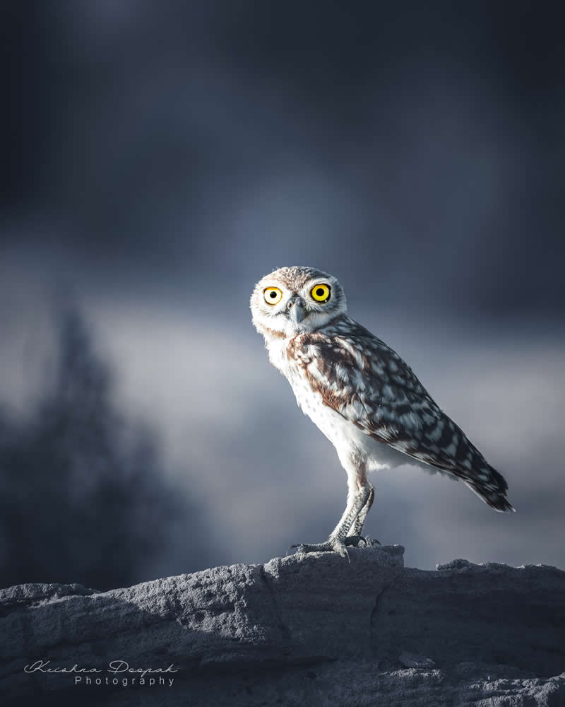Artistic Bird Photography by Krishna Deepak