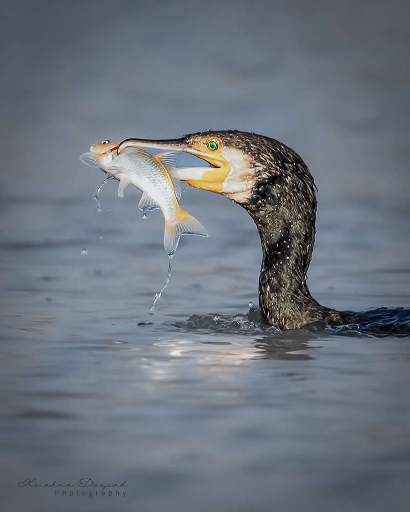 Artistic Bird Photography by Krishna Deepak