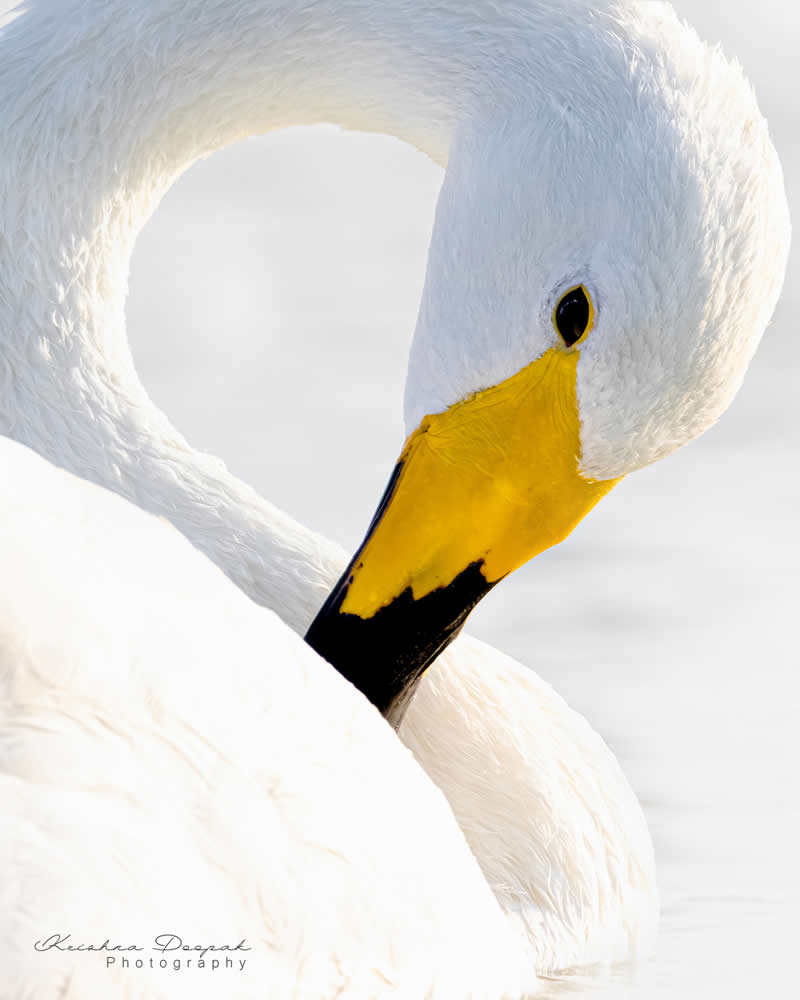 Artistic Bird Photography by Krishna Deepak