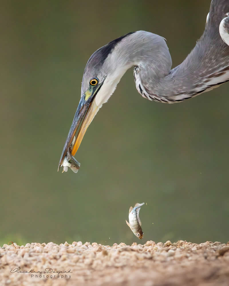 Artistic Bird Photography by Krishna Deepak