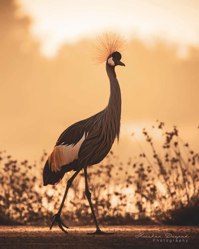 Artistic Bird Photography by Krishna Deepak