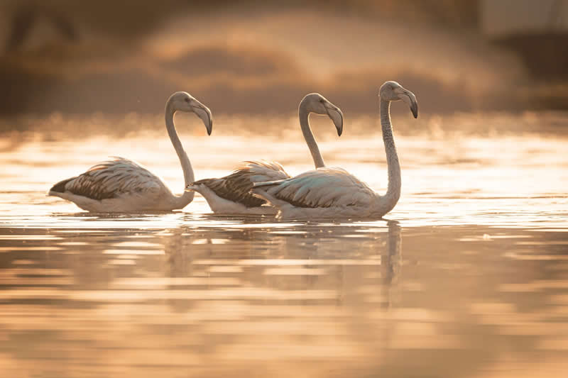 Artistic Bird Photography by Krishna Deepak