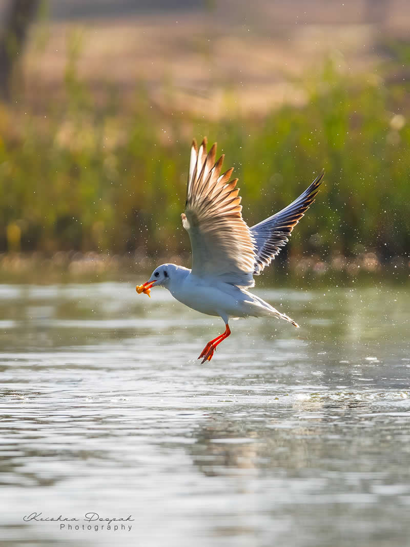 Artistic Bird Photography by Krishna Deepak