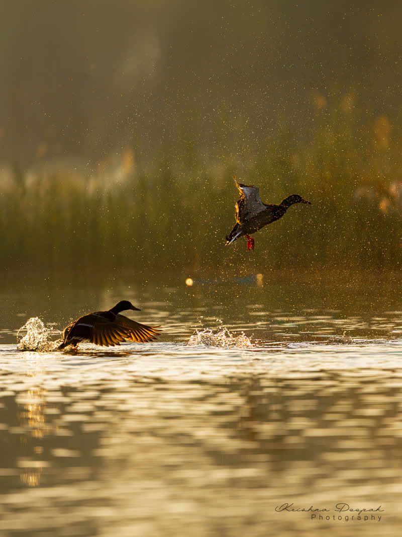 Artistic Bird Photography by Krishna Deepak