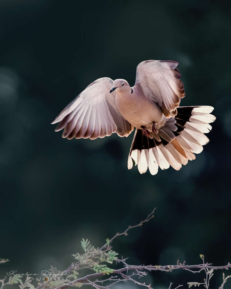 Artistic Bird Photography by Krishna Deepak