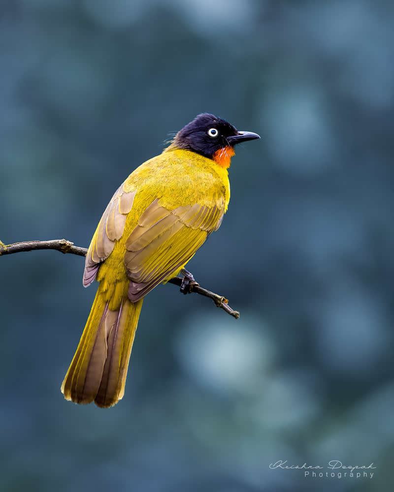 Artistic Bird Photography by Krishna Deepak