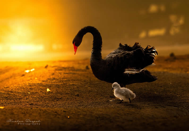 Artistic Bird Photography by Krishna Deepak