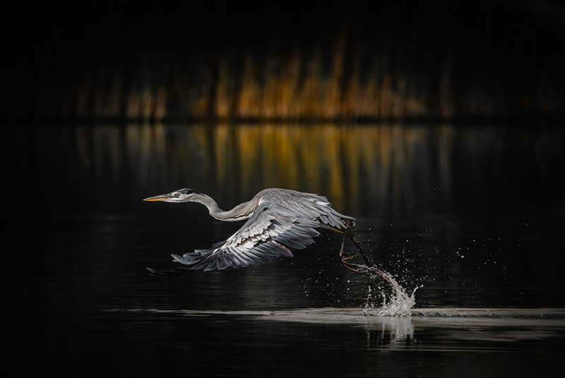 Artistic Bird Photography by Krishna Deepak