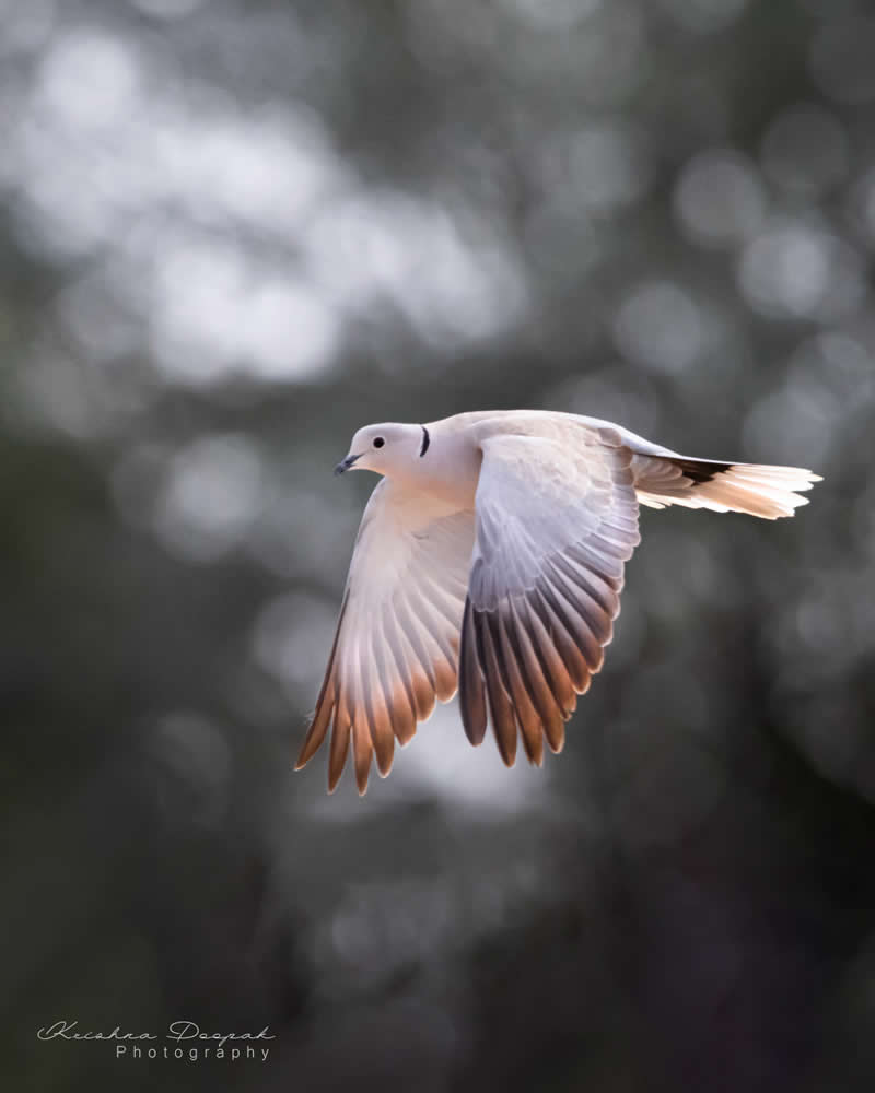 Artistic Bird Photography by Krishna Deepak