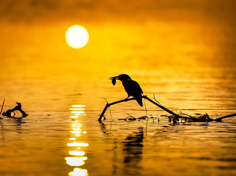 Artistic Bird Photography by Krishna Deepak
