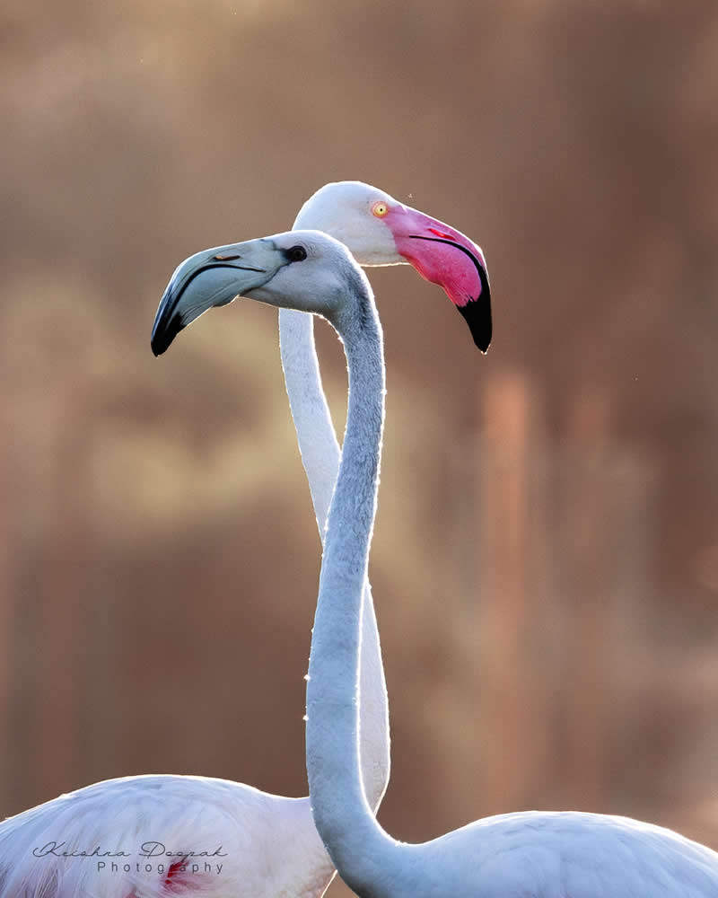 Artistic Bird Photography by Krishna Deepak