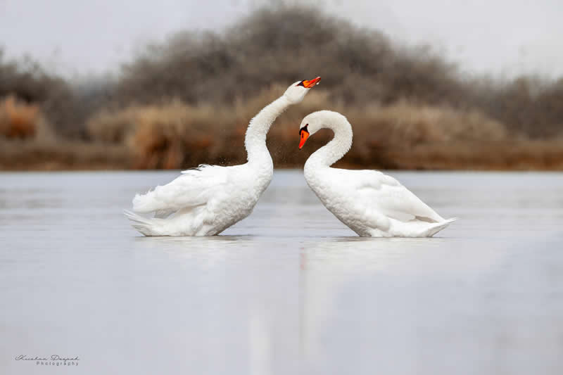 Artistic Bird Photography by Krishna Deepak