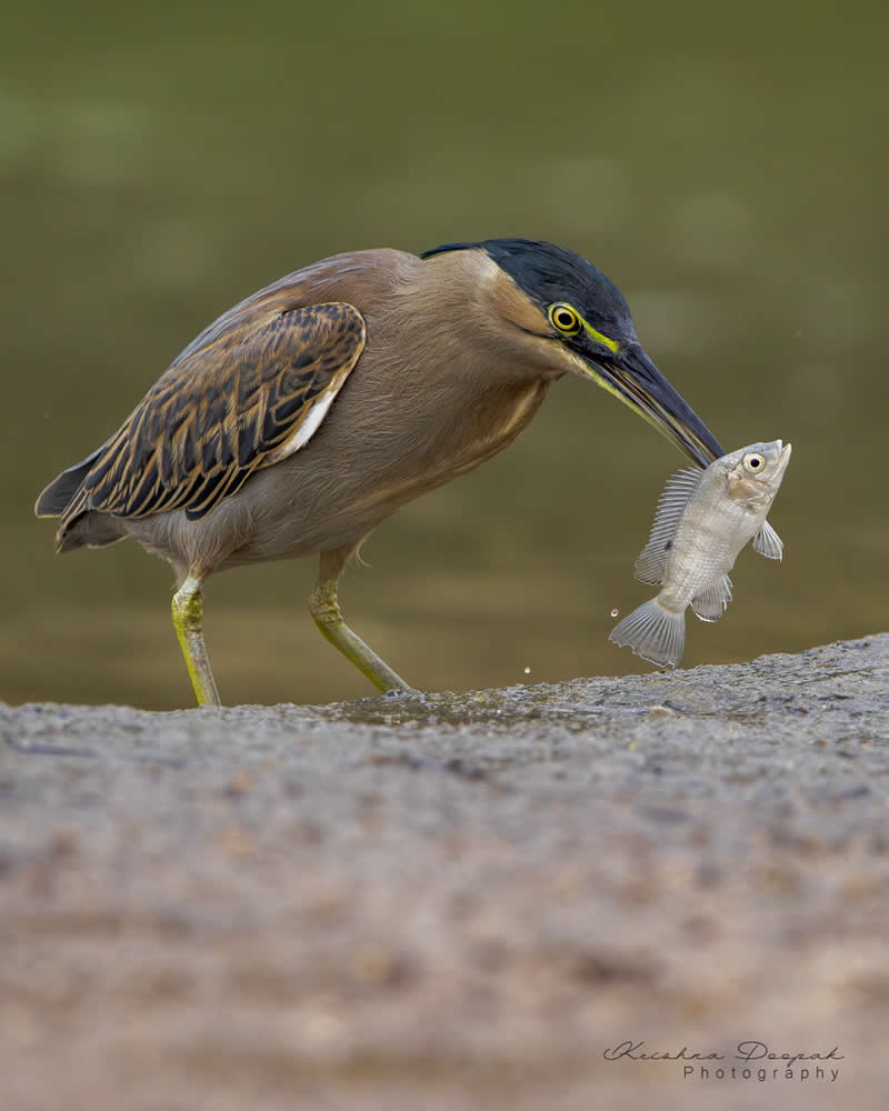 Artistic Bird Photography by Krishna Deepak