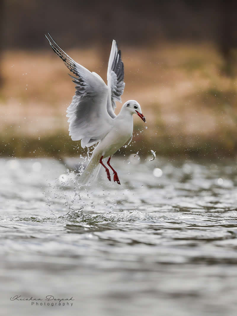 Artistic Bird Photography by Krishna Deepak