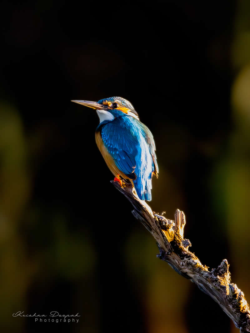 Artistic Bird Photography by Krishna Deepak
