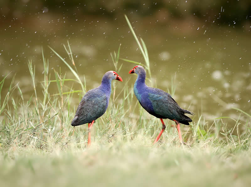 Artistic Bird Photography by Krishna Deepak