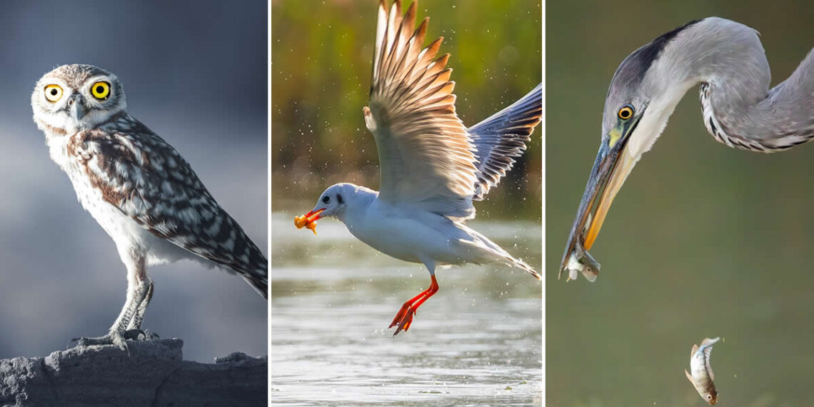 Artistic Bird Photography by Krishna Deepak