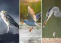 Artistic Bird Photography by Krishna Deepak