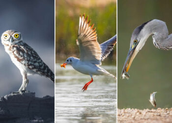 Artistic Bird Photography by Krishna Deepak