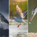 Artistic Bird Photography by Krishna Deepak