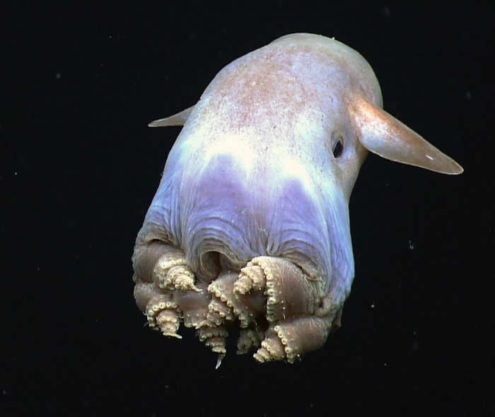Dumbo Octopus