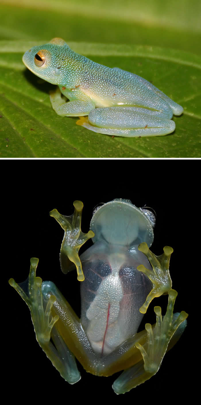 Glass Frog