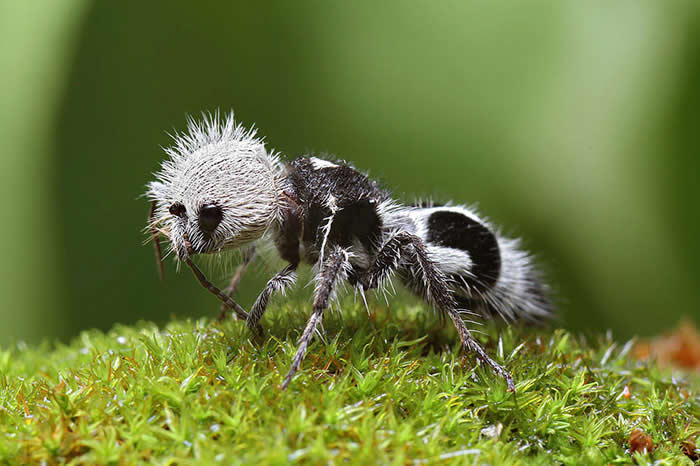Panda Ant