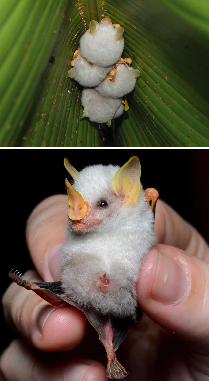 Honduran White Bat
