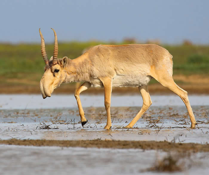 Saiga Antelope